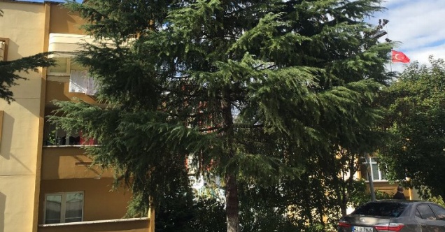 İzmit'te tehlikeli ağaçlara müdahale ediliyor