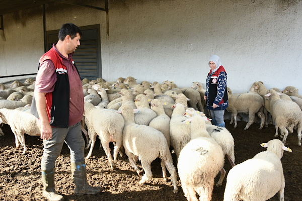 Aliağa’da 110 üreticiye 210 küçükbaş hayvan teslim edildi