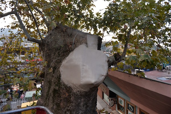 Bursa’nın asırlık çınarı koruma altına alındı