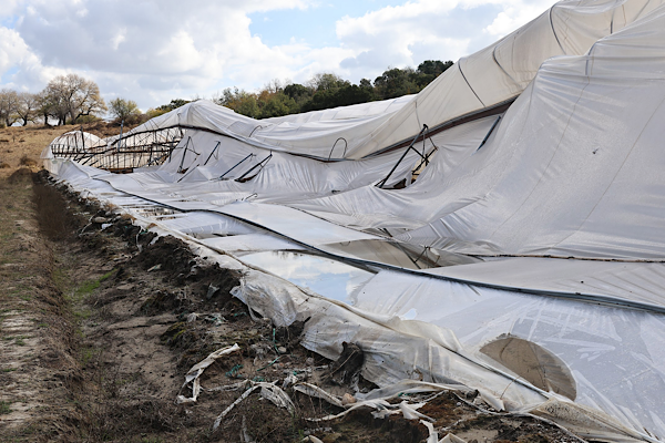 Büyükşehir'den Serik’te hasar gören üreticilere destek