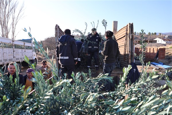 Büyükşehir’den üreticilere zeytin fidanı desteği