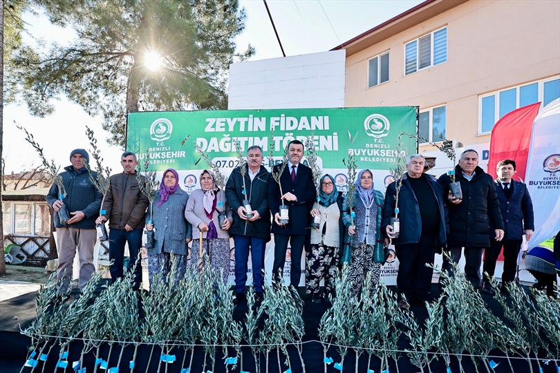 Büyükşehir’den üreticiye 100 bin zeytin fidanı desteği