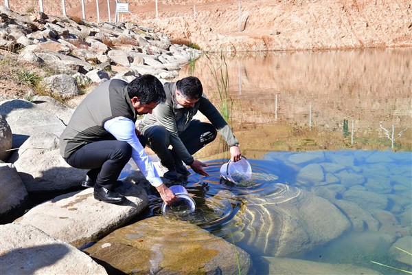 Kırşehir Valisi Demiryürek, Aşıkpaşa Göletine kırmızı benekli alabalıkları bıraktı