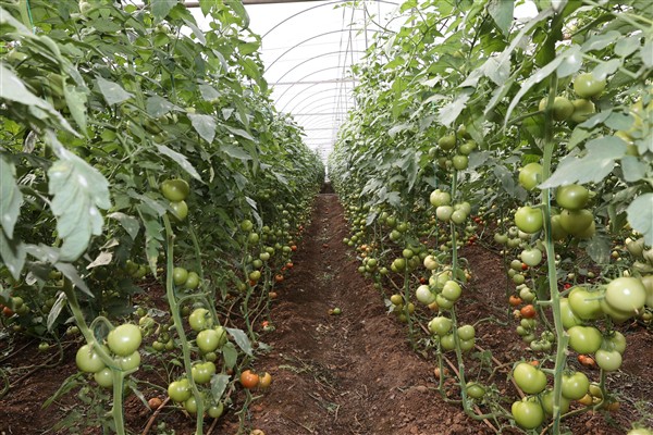 Muğla Büyükşehir Belediyesi'nden Ortacalı üreticilere destek