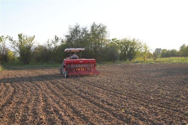 Siyez buğdayı ata tohumu Düzce topraklarıyla buluştu
