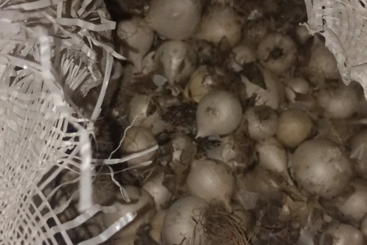 Tunceli’de Dağ Sarımsağı operasyonu